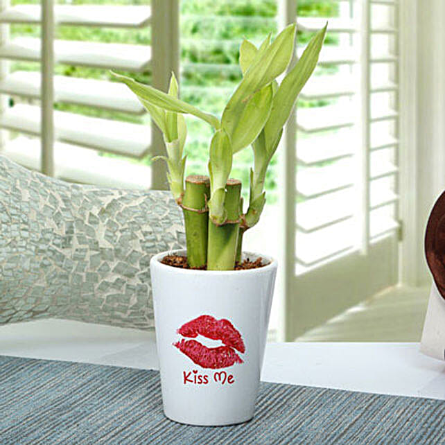 Romantic Lucky Bamboo Sticks Gift Bamboo Sticks In A White