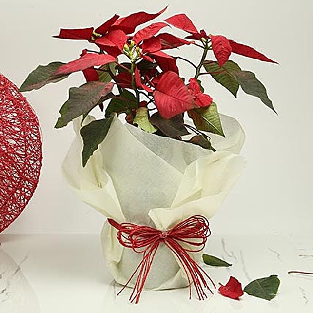 Buy/Send Gorgeous Poinsettia Plant Online- FNP
