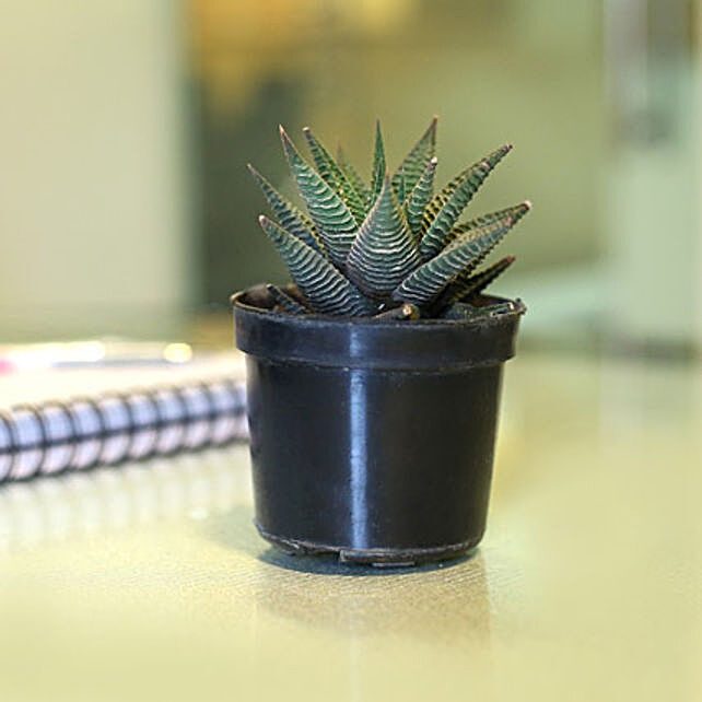 Buy/Send Striped Succulent Plant Online- FNP