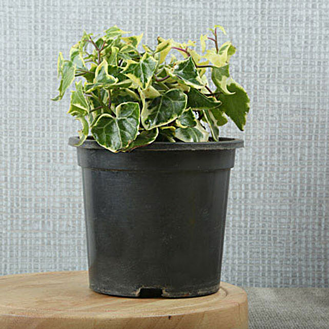 Buy/Send My English Ivy Plant Online- Ferns N Petals
