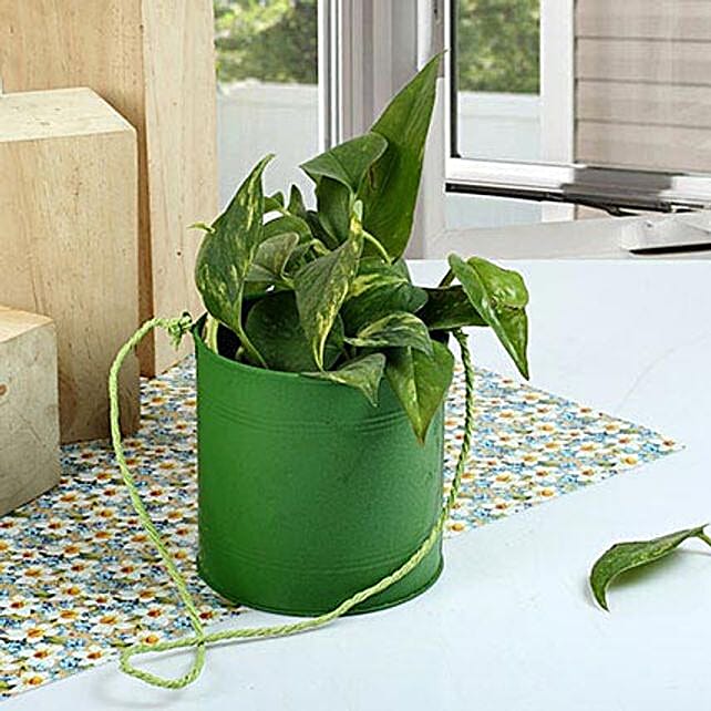 Buy/Send Money Plant in Hanging Pot Online FNP