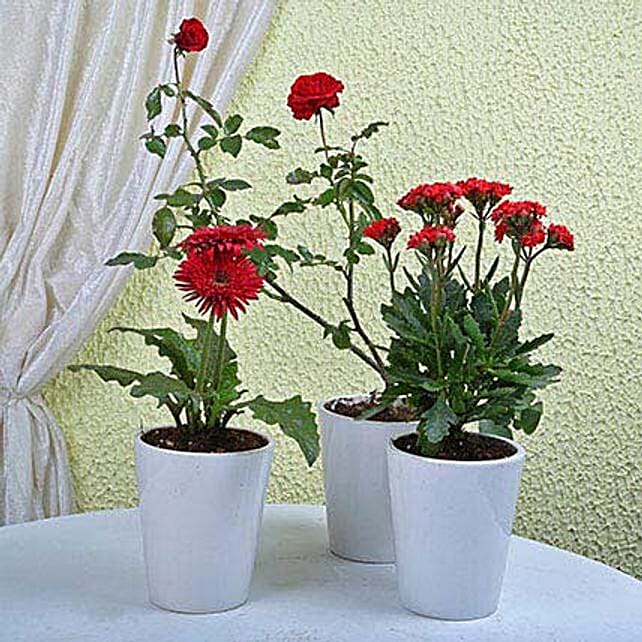 Buy/Send Ultimate Flowering Plants Online FNP