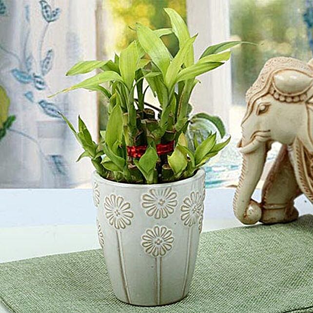 Buy/Send Lucky Bamboo in Designer Pot Online FNP