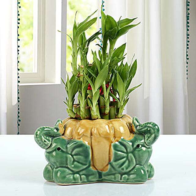 Buy/Send Bamboo Plant With Ceramic Elephant Vase Online FNP