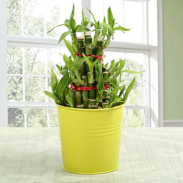 Buy/Send 3 layer lucky bamboo Plant Online FNP