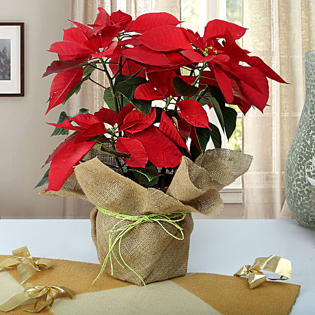 Buy/Send Beautiful Poinsettia Plant Online- FNP