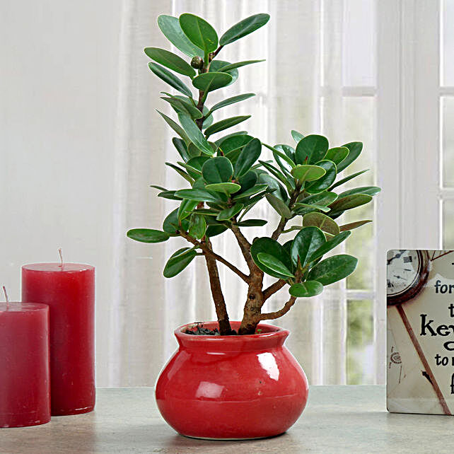 Ficus Plant