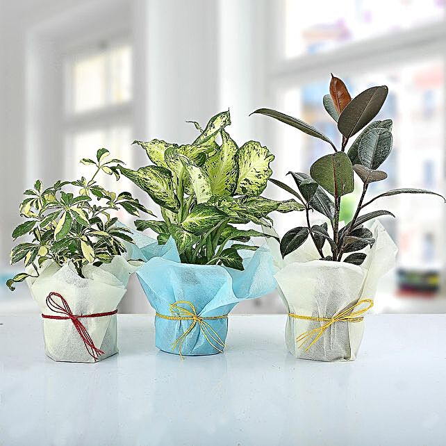 Buy/Send Set of 3 Lush Plants Online- FNP