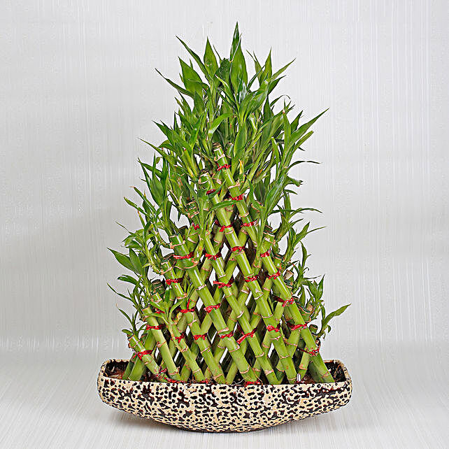 Buy/Send Exotic 8 Layer Lucky Pyramid Bamboo Plant Online- Ferns N Petals
