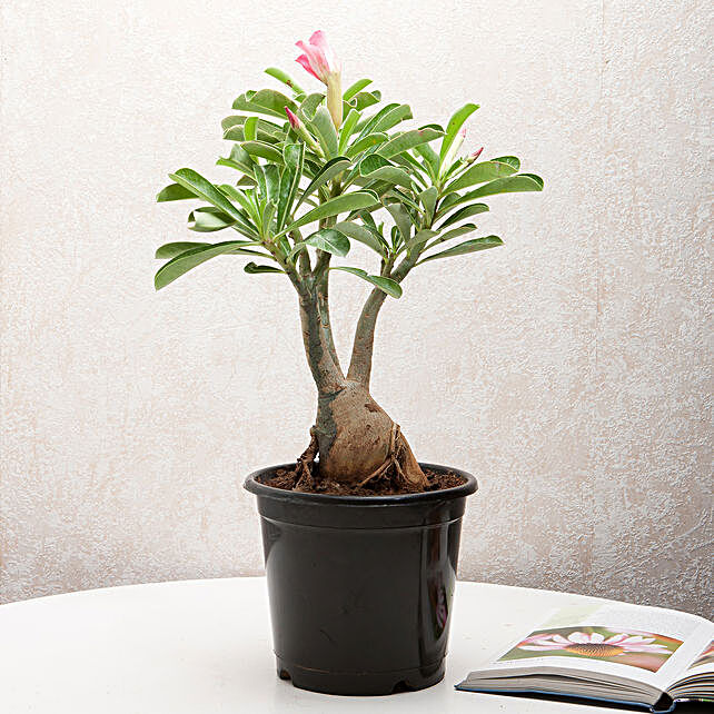 Adenium Desert Rose Gift Adenium Desert Rose Plant In A Vase Ferns N Petals - 12 best adenium images plants desert rose plant games roblox