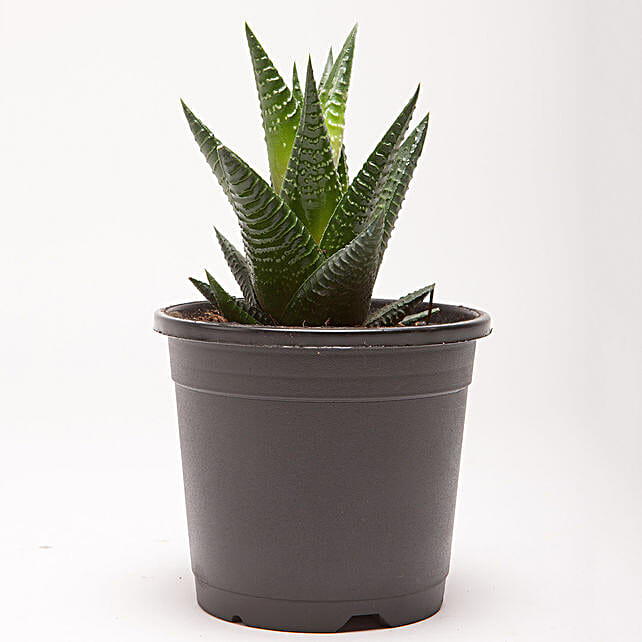 Buy Send Howarthia Attenuata Succulent Plant In Black Plastic Pot Online Fnp