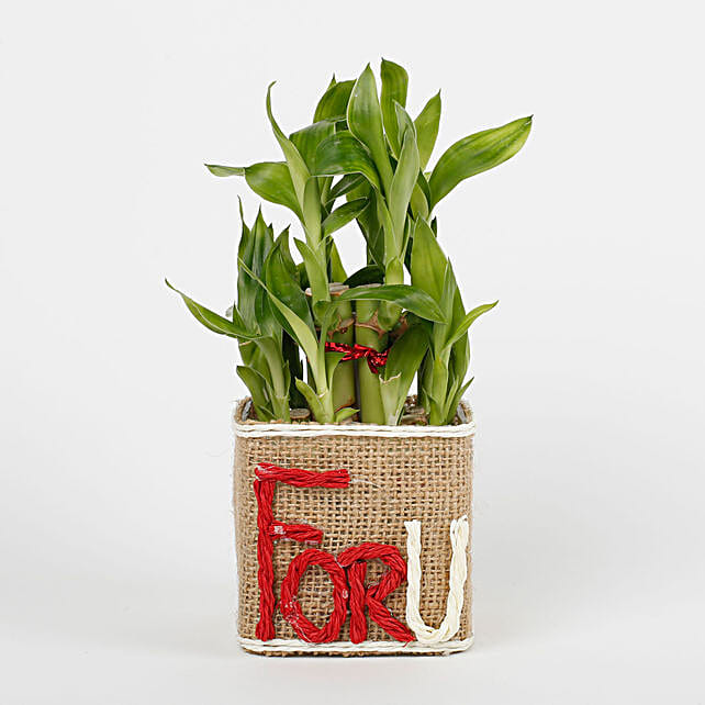 Two Layer Lucky Bamboo In A Glass Vase For U Gift Two Layer