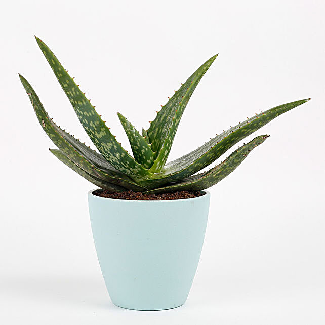 Aloe Vera Cactus Plant In Conical Melamine Pot Gift Herb Plant For