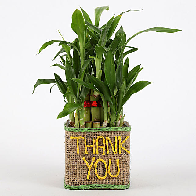 2 Layer Lucky Bamboo In Thank You Vase For Valentines Day Gift