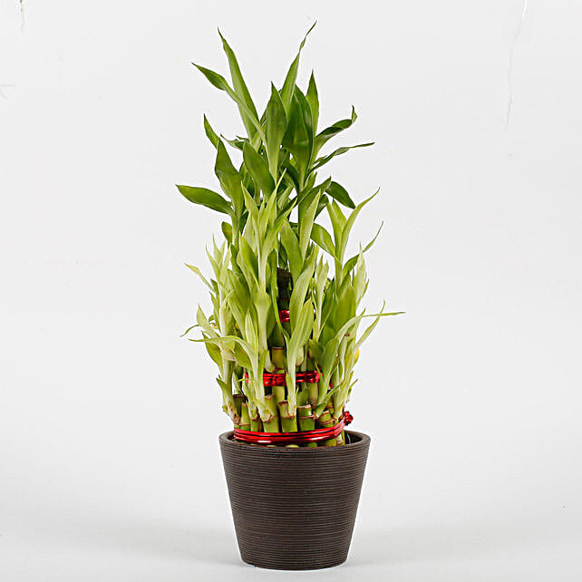 Buy/Send Three Layer Bamboo Plant in Recycled Plastic Pot Online- FNP