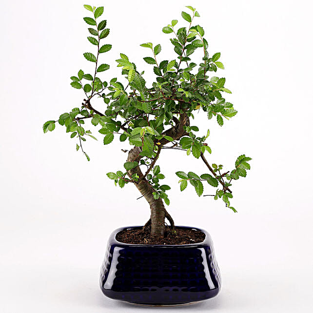 Buy/Send Ulmus Bonsai Plant in Blue Ceramic Pot Online- FNP