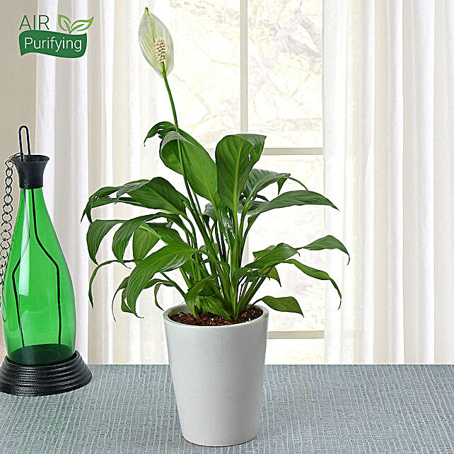 Potted Peace Lily Plant