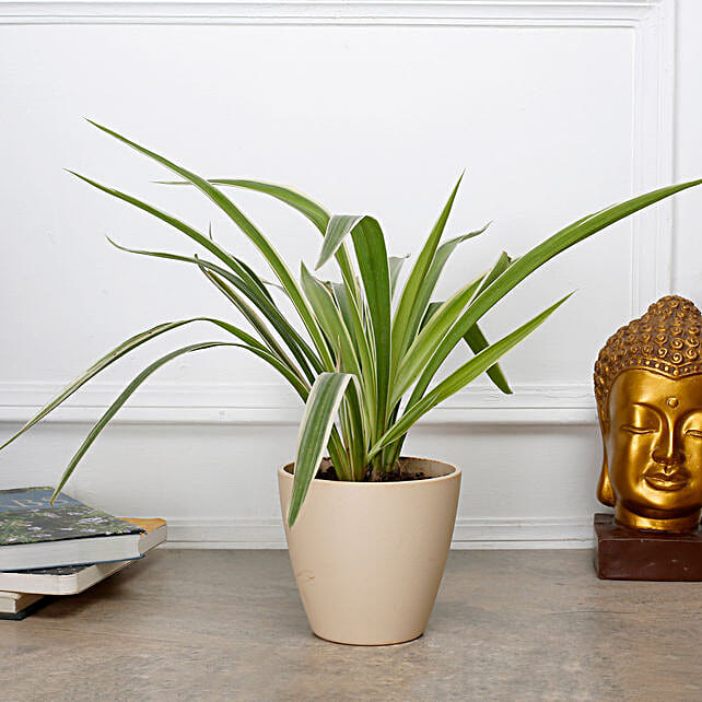 What are the Best Indoor Plants for Winters?