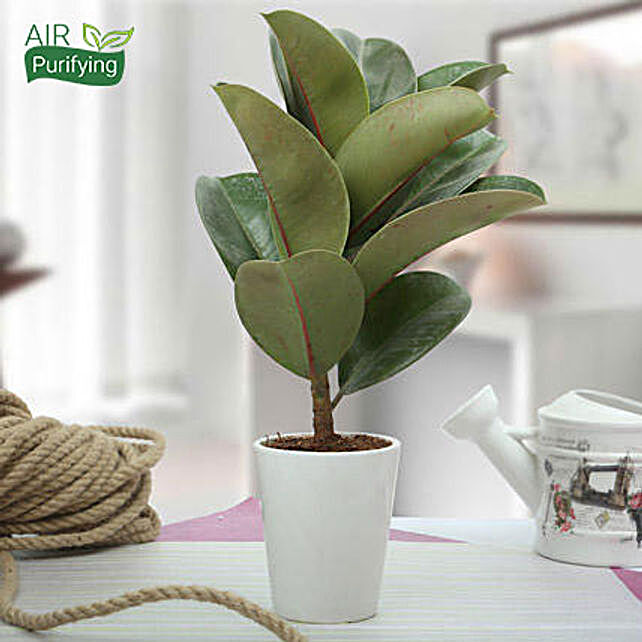 Buy/Send Stunning Rubber Plant Online- Ferns N Petals