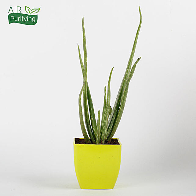 Buy/Send Aloe Vera Plant in Yellow Imported Plastic Pot Online- FNP