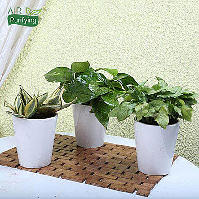 Buy/Send Exotic House Plants Online FNP