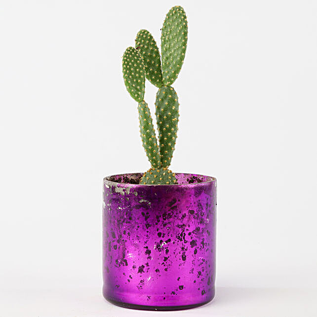 Buy Send Mickey Mouse Cactus In Purple Glass Vase Online Ferns N Petals