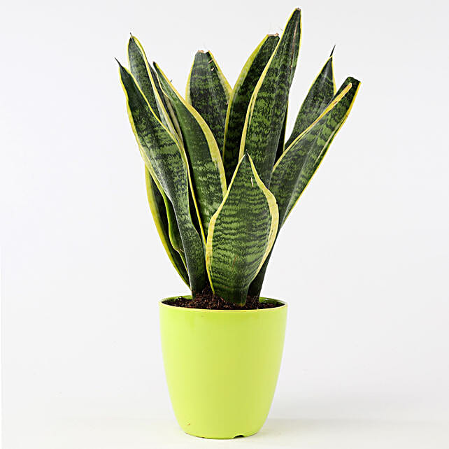 Buy/Send Milt Sansevieria In Green Pot Online- FNP