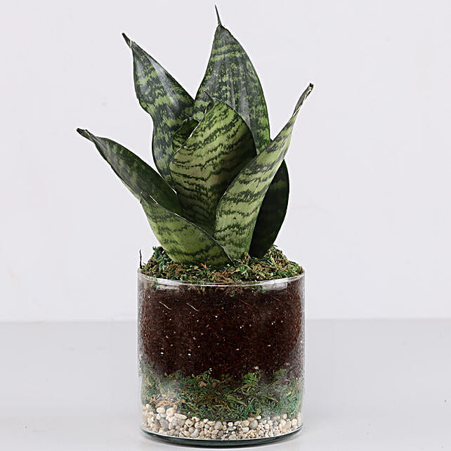 Snake Plant