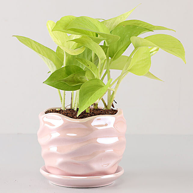 Pearl Pink planter