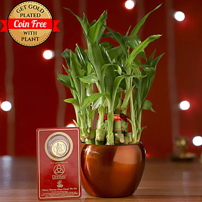 Lucky Bamboo