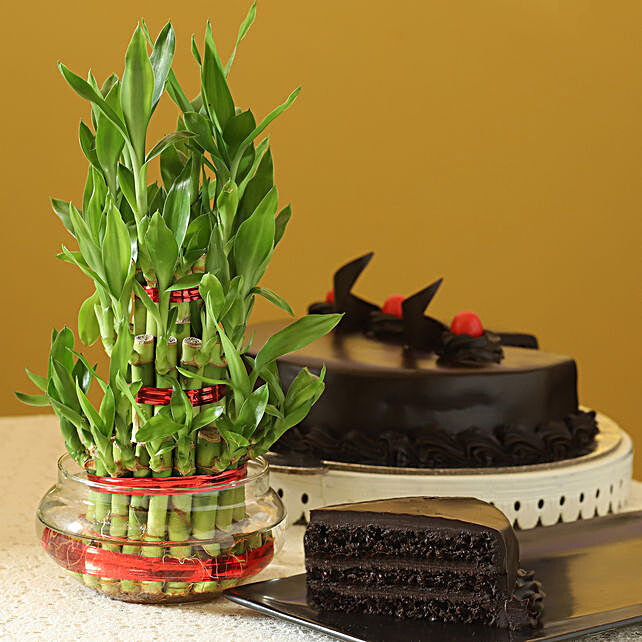 truffle cake and three layer lucky bamboo