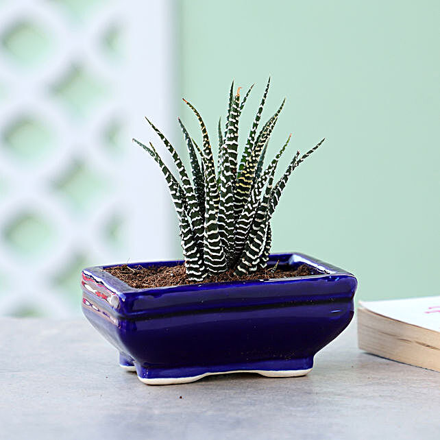 Buy Send Haworthia Plant In Blue Tray Pot Online Fnp