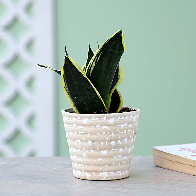 Buy/Send MILT Sansevieria Plant In Ceramic White Pot Online- FNP