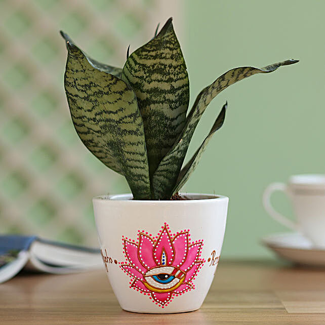 Snake plant in hand painted planter