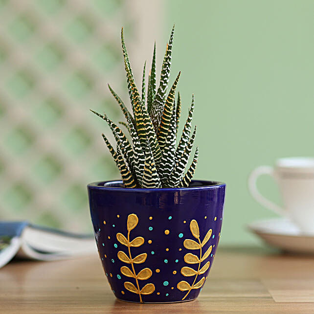 Haworthia hand painted planter