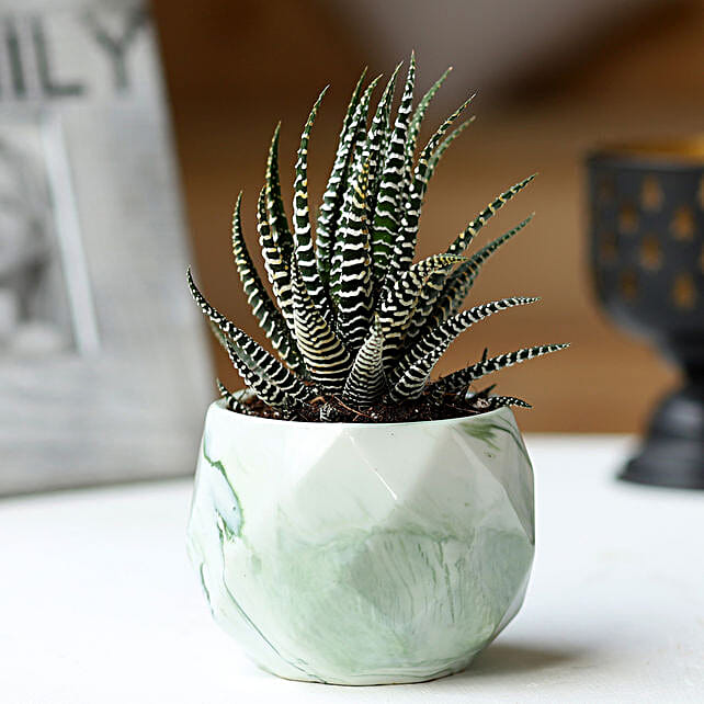 Buy/Send Potted Haworthia Zebra Plant Online FNP