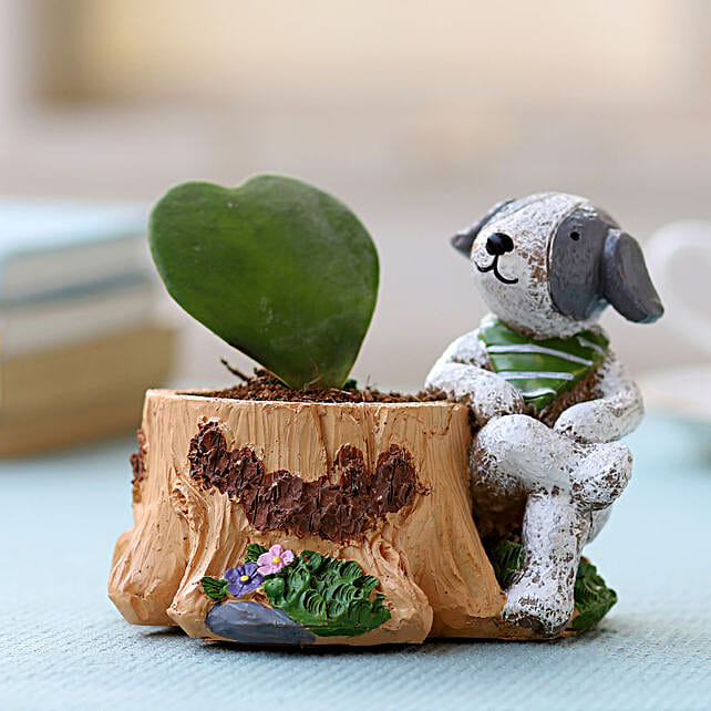 Buy/Send Sansevieria Plant in Dog Pot Online FNP