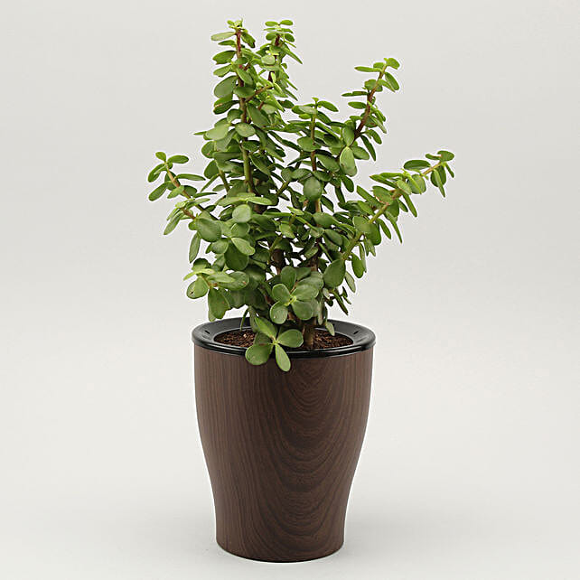 Buy/Send Jade Plant In UV Pot Online Ferns N Petals