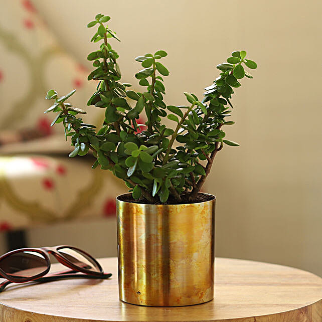 Buy Send Jade Plant In Designer Metal Pot Online- Fnp