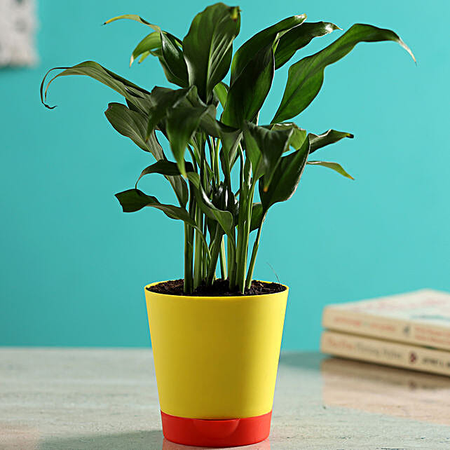 Buy/Send Peace Lily Plant In SelfWatering Yellow Pot Online FNP