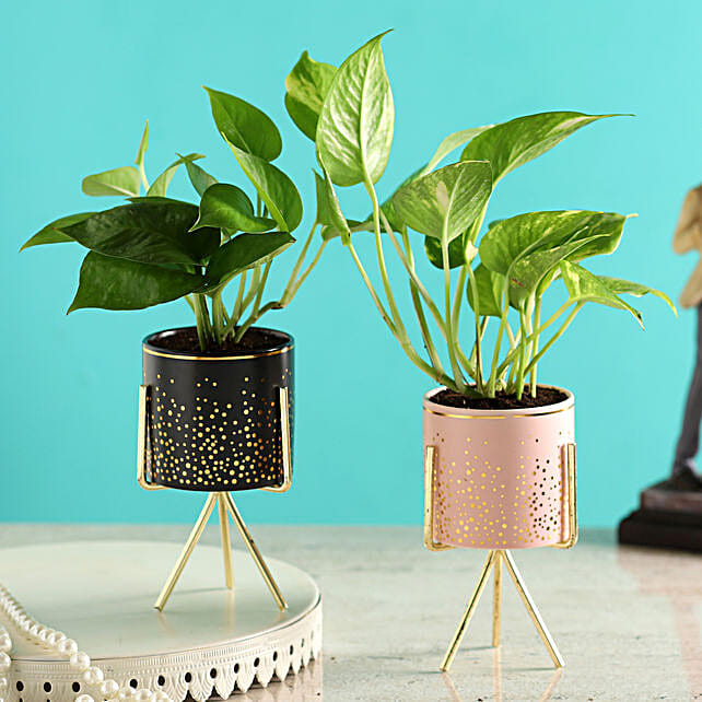 Buy/Send Set of Two Money Plants In Ceramic Planters Online FNP