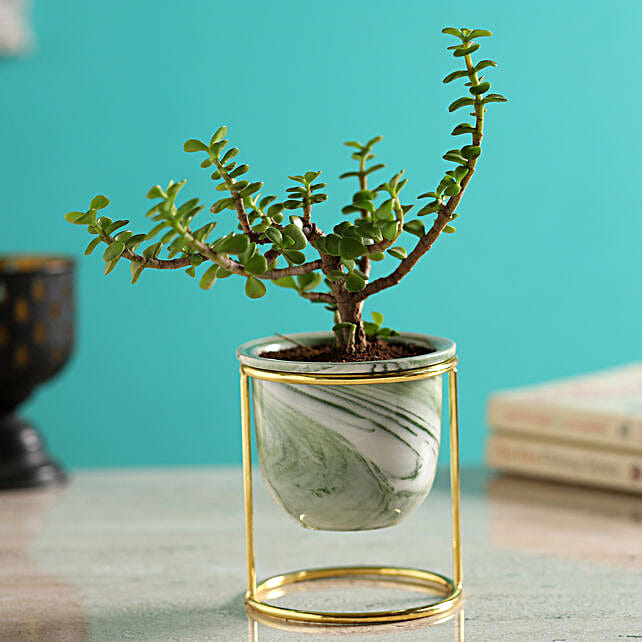 Buy/Send Jade Plant In Green Ceramic Stand Pot Online FNP