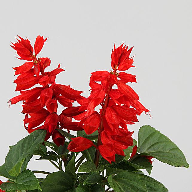 Buy Send Gorgeous Salvia Plant Online Ferns N Petals