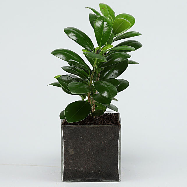 Buy/Send Ficus Compacta Plant Online- Ferns N Petals