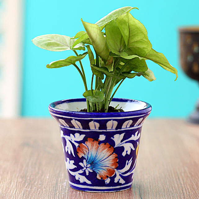 Buy/Send Syngonium Plant In Blue Floral Ceramic Vase Online FNP