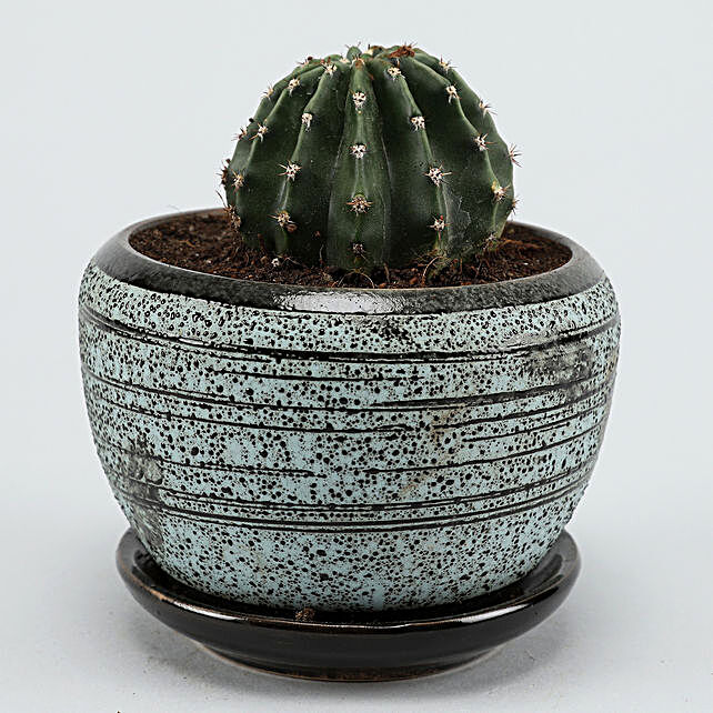 Buy/Send Ball Cactus In Green Ceramic Vase Online- Ferns N ...