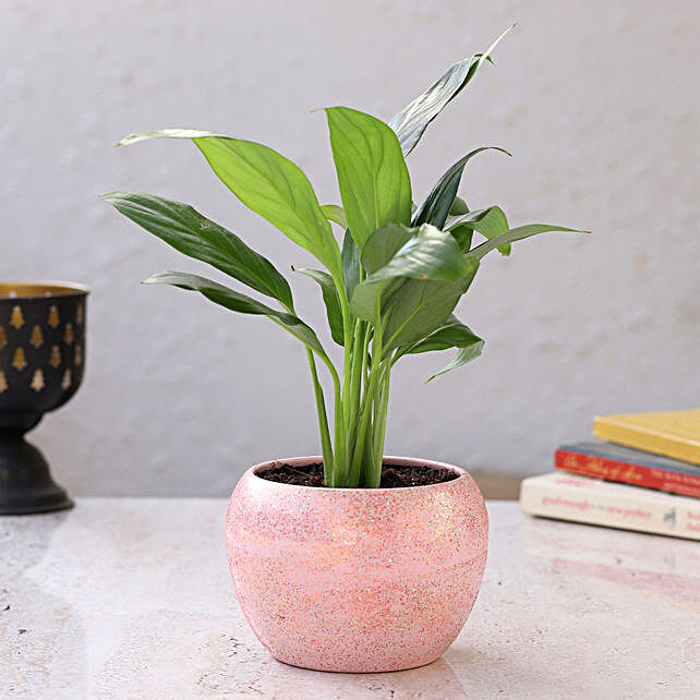 Buy/Send Peace Lily In Pink Powder Metal Pot Online- Ferns N Petals
