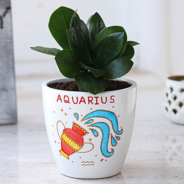 zz plant in handpainted aquarius pot 1