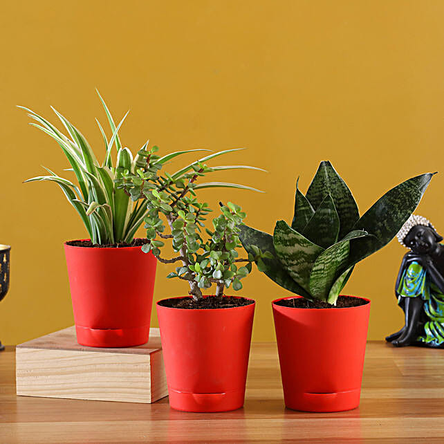 Buy/Send Set Of 3 Plants In Red Self Watering Pots Online FNP