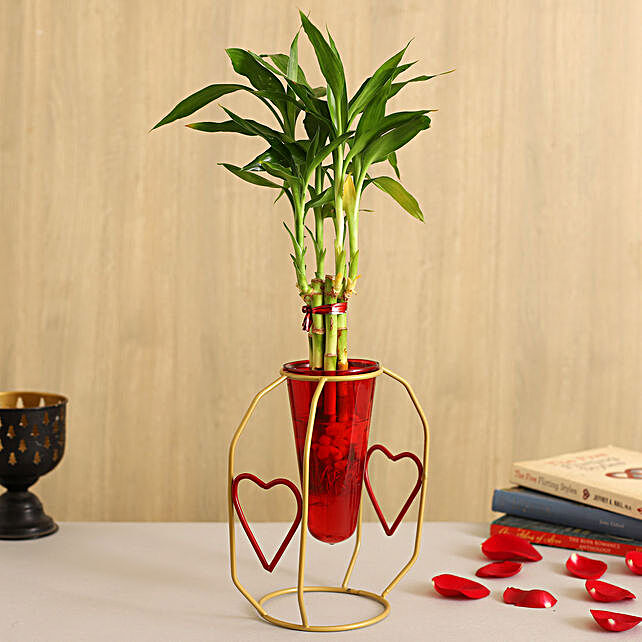 Buy Send One Layer Bamboo Plant In Red Cone Golden Stand Online Ferns N Petals